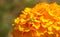 Pair of yellow marigolds