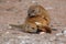 The pair of  yellow mongoose Cynictis penicillata or red meerkat is mating in the evening on sands with pleasure
