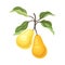 Pair of yellow pears on a branch close-up. Vector illustration on a white background.