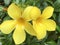 Pair of Yellow Plumeria Blooms