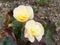 Pair of yellow roses planted in earth