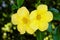 Pair of Yellow Trumpet Allamanda Flowers on Vine