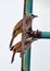 A pair of Yellow Vented BulBui birds share a stare while perched on a TV antenna.