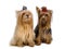 Pair of Yorkshire Terriers