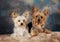 A pair of yorkshire terriers sitting in the studio