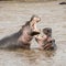 A pair of young adult hippos fighting