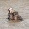 A pair of young adult hippos fighting