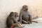 pair young baboons gulping