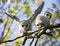 Pair of young barred owlets