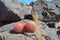 Pair of young Barrel cacti near Black Mountain, Henderson, Nevada