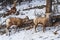 Pair of Young Bighorn Sheeps (ewe and lamb) on the snowy forest. Banff National Park