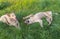 Pair of young cross-breed stray dogs playing on a spring grass