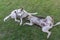 Pair of young cross-breed stray dogs playing on a spring grass