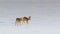A pair of young deers walking through a snow-capped empty field