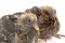 Pair young doves on a white