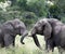 Pair of young elephants fighting, loxodonta africana, with ivory tusks locked