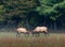 Pair of young elks sparing in autumn