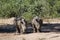 Pair of young, endangered southern white rhinoceros Ceratotherium simum simum standing together in Kruger National Park