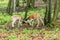 Pair of young fallow deers playing