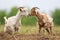 pair of young goats butting heads in a field