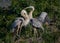 Pair of young great blue herons