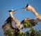 Pair of young great blue herons squawking at each other