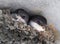 Pair of young house Martins in nest.