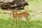 Pair of young Impala in Tanzania