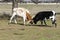 Pair of young Longhorn bulls mock fighting