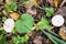 A pair of young Lycoperdon perlatum mushrooms known as common puffball.