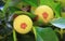 Pair of Young Mangosteen Fruits on the tree, Closed up with Selective Focus