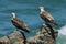 Pair of young osprey perched on rocks.