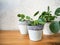 Pair of young pilea peperomioides or pancake plant Urticaceae