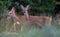 Pair of Young Roe deers walks together through grass