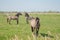 Pair of young Stallions seen attacking each other at a nature reserve.