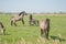 Pair of young Stallions seen attacking each other at a nature reserve.