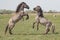 Pair of young Stallions seen attacking each other at a nature reserve.