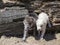 Pair of young timber wolf pups