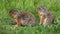 Pair of young wild ground squirrels back to back