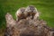 Pair of Young Woodchucks Marmota monax Look Out