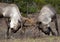 Pair of young woodland caribou sparring