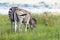 Pair of zebra grazing near dam