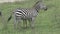 Pair of Zebras grazing on the grassland