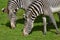 Pair of Zebras Grazing Together on a Prairie