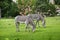 A pair of zebras Lat. Hippotigris in a beautiful striped color grazing on a green field against the background of trees