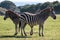 A pair of zebras on the pasture