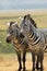 A pair of zebras stand together in the grasslands of Tanzania, Africa; vertical image