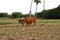 Pair of zebus plowing the land in Pinar del RÃ­o, Cuba. Cuban cattle. Cuban agriculture and livestock. Manual plow drawn by animal