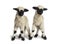 Paire of Lambs Valais Blacknose sheep standing on white