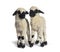 Paire of Lambs Valais Blacknose sheep standing on white